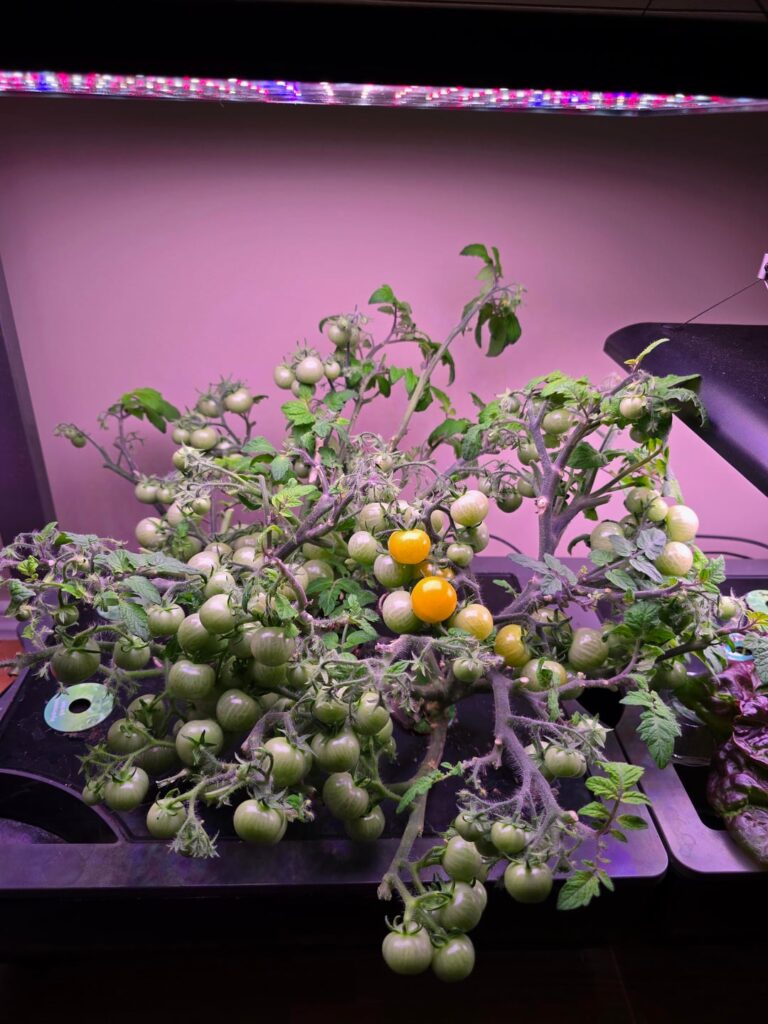 It is almost time to harvest some of them