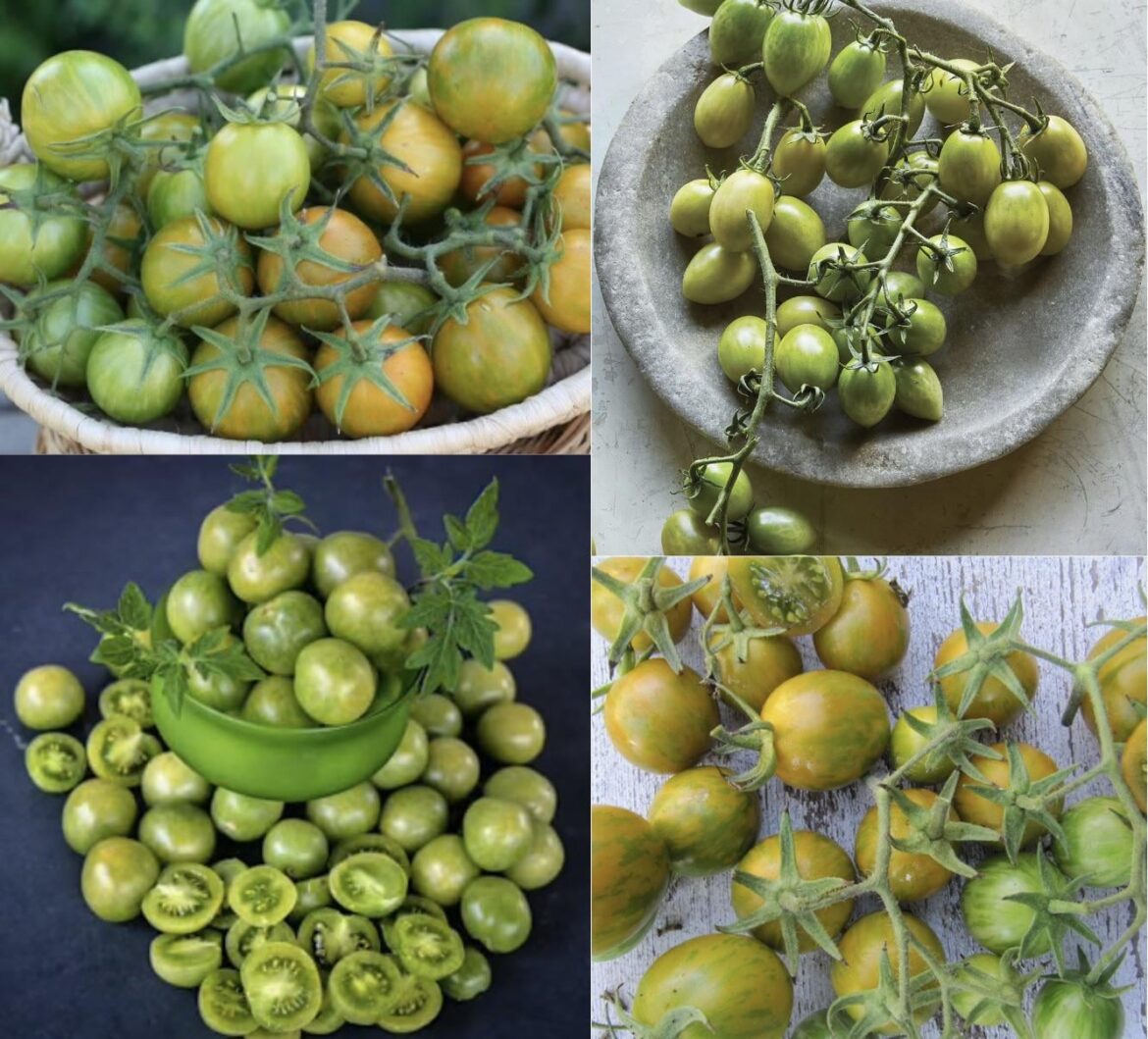 Looking for your Green Cherry Tomato recommendations!