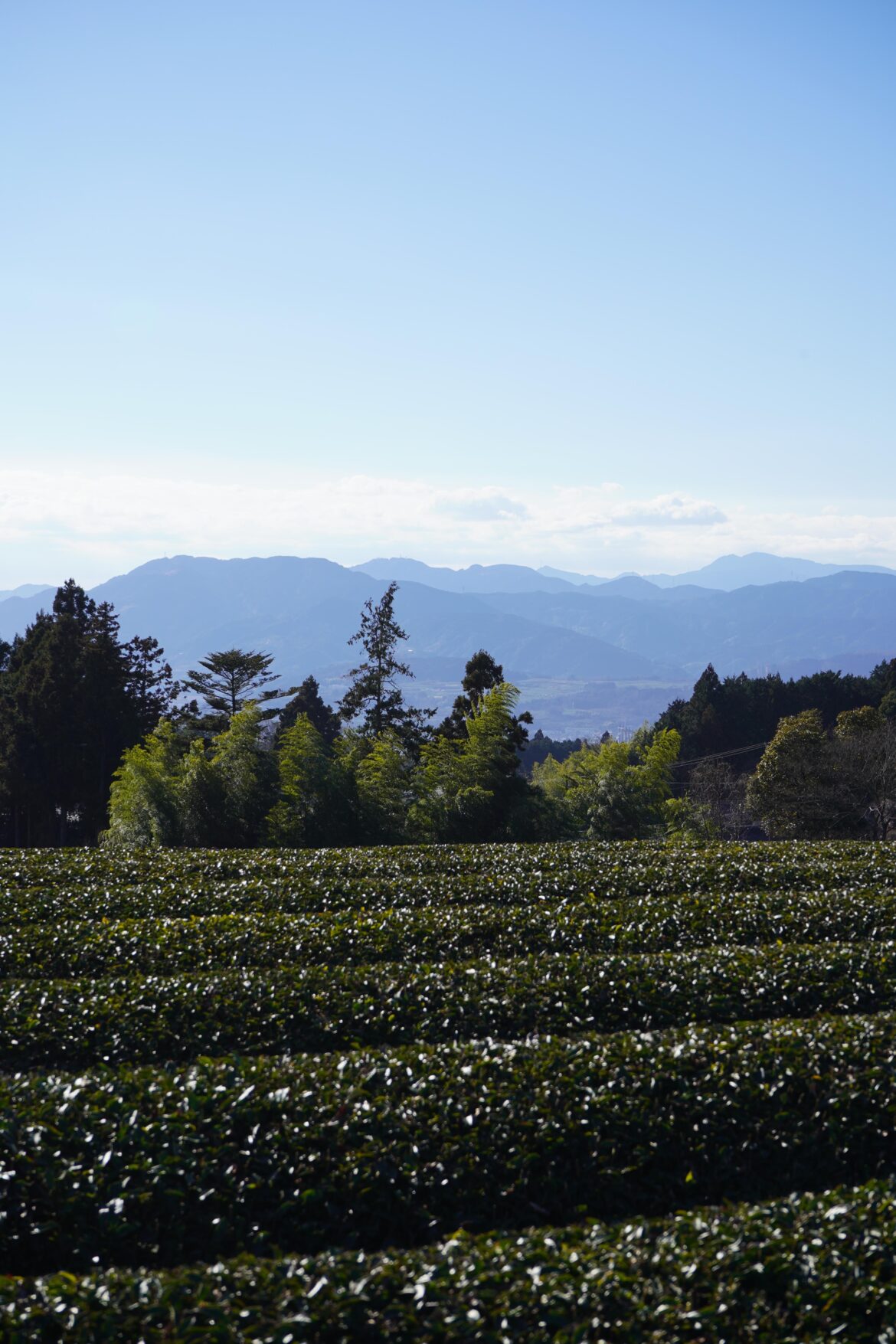 Most people think matcha comes from Kyoto – but Japan’s largest tea region is Shizuoka