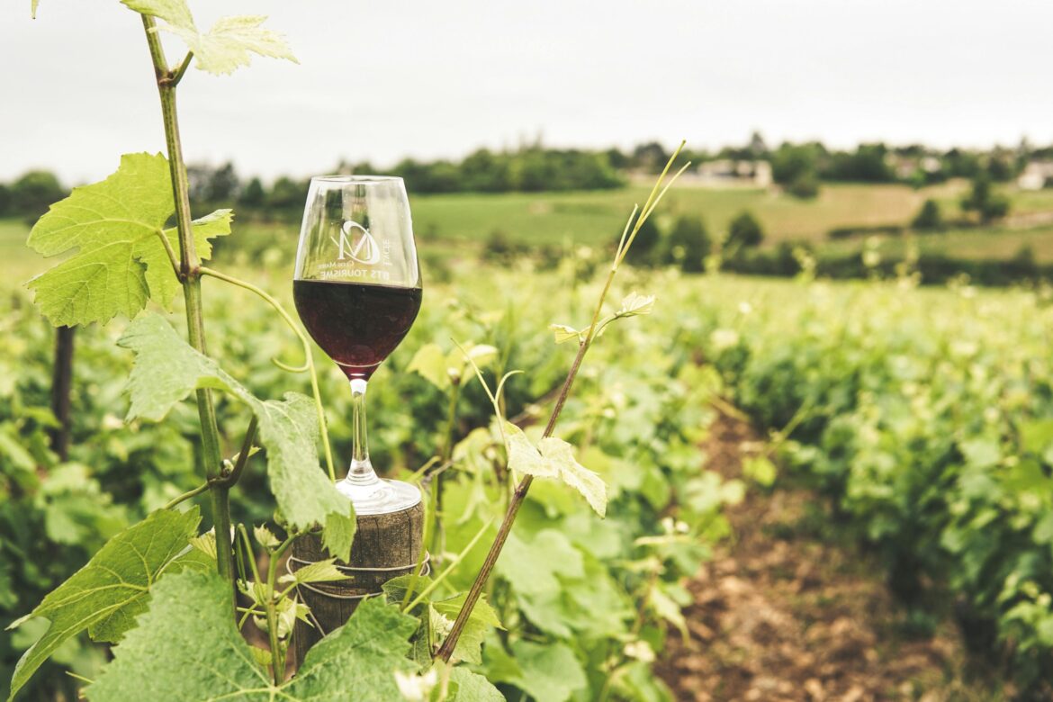 North America's thirst for organic wine fuels market boom