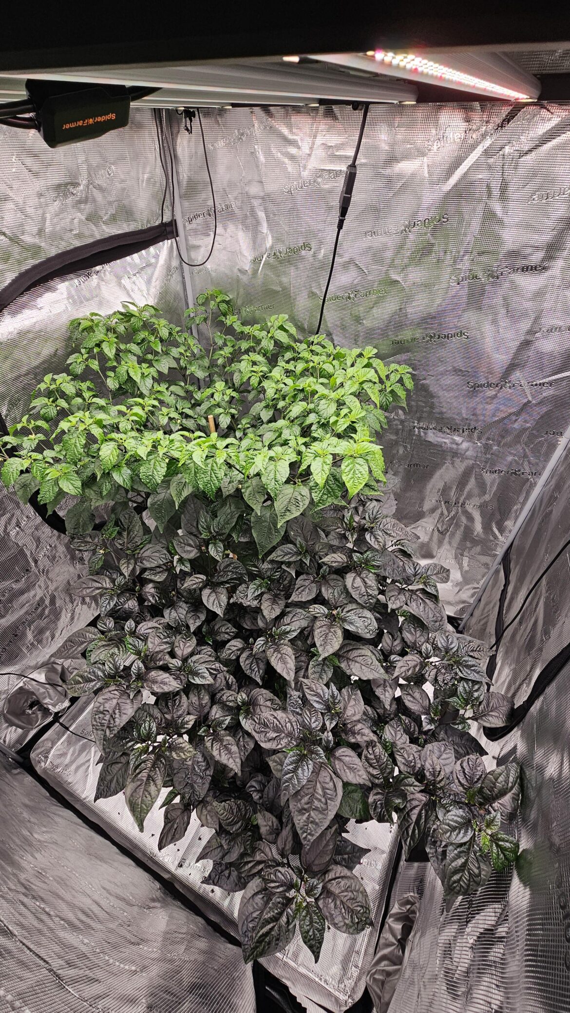 Purple Death & Big Yellow Mama