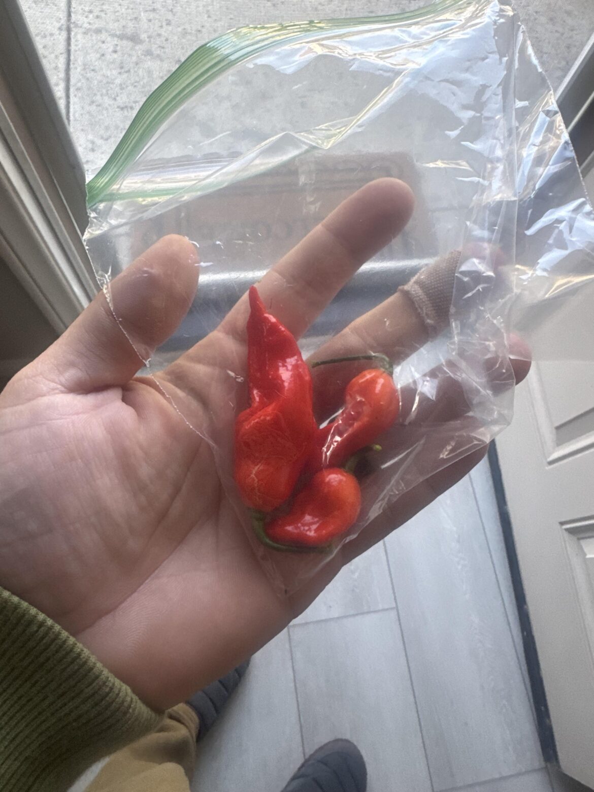 First successful harvest.