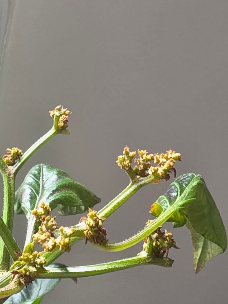 Broad Mite or Heat Stress?