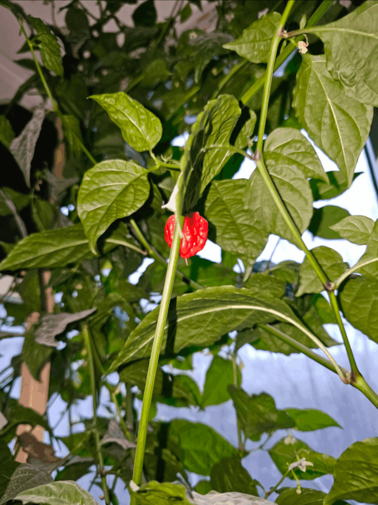 Growing indoors for the first time and got a pepper in the middle of the winter in less-than-ideal conditions