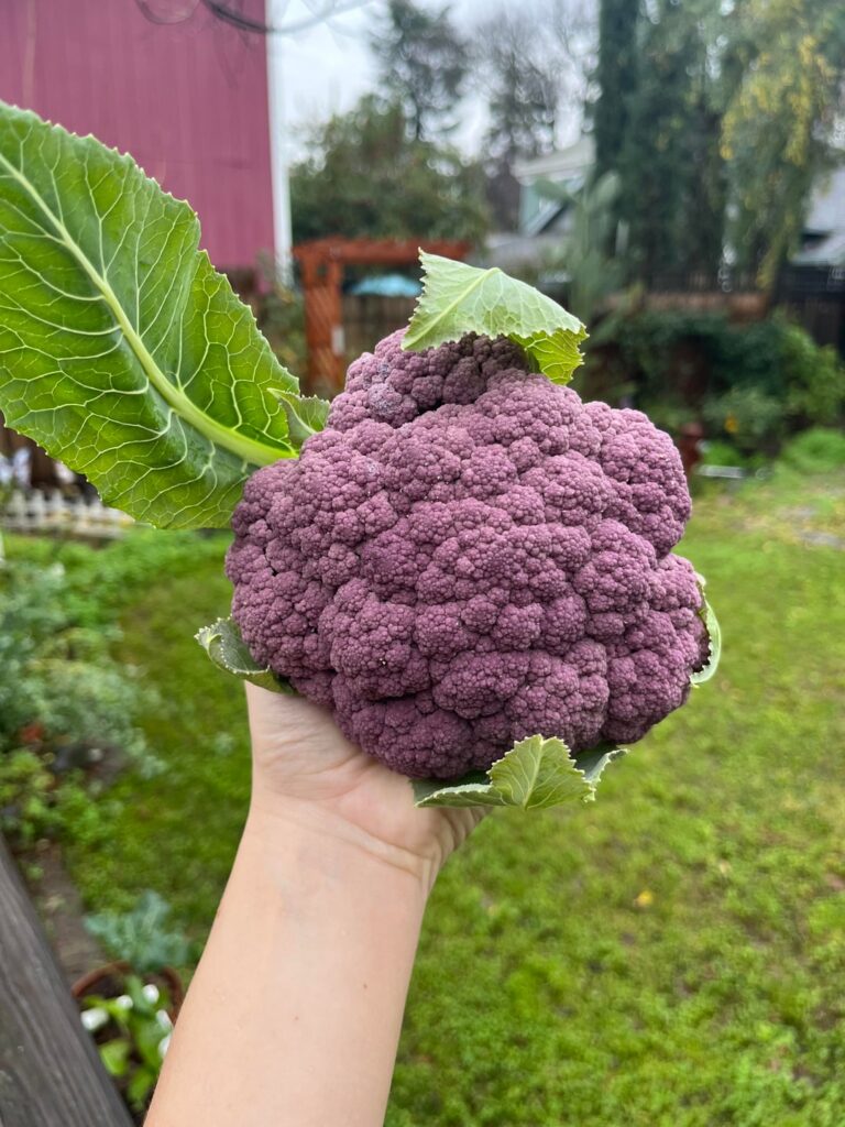 Some colorful cauliflower