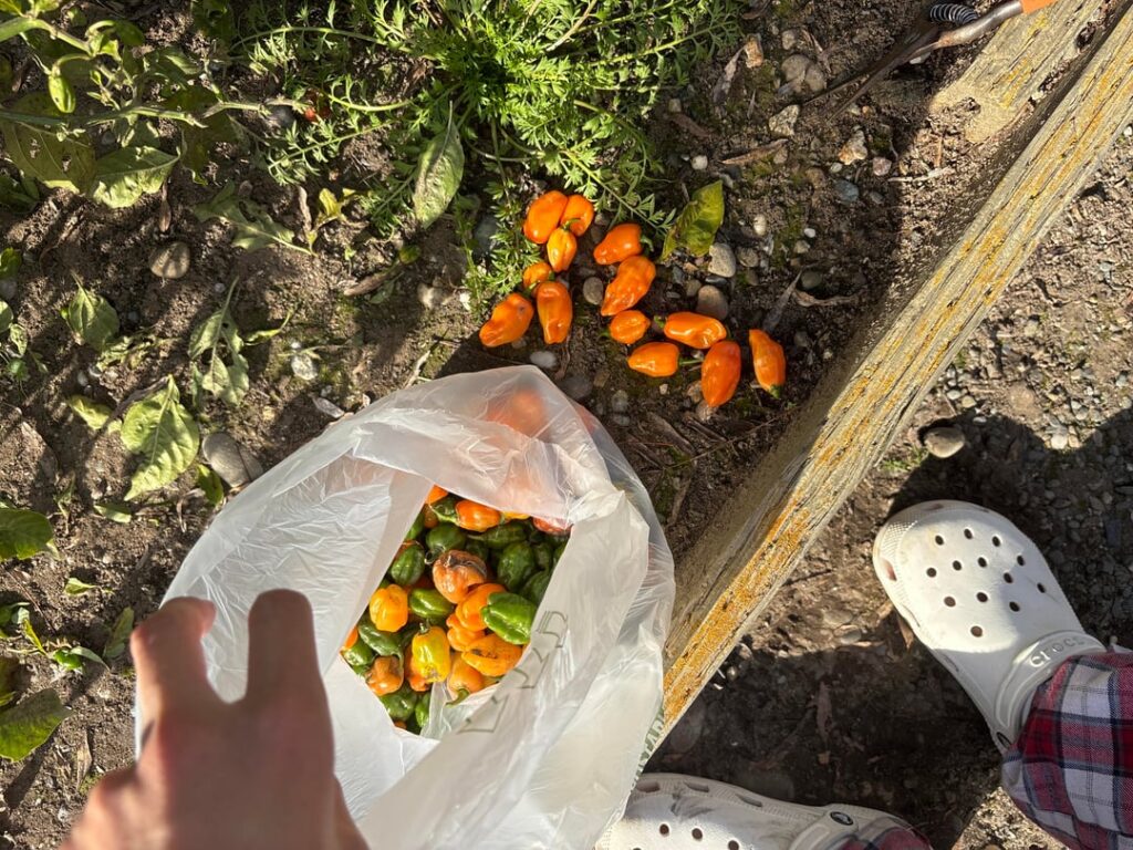 I just grew 200 habaneros my first year growing is this normal?