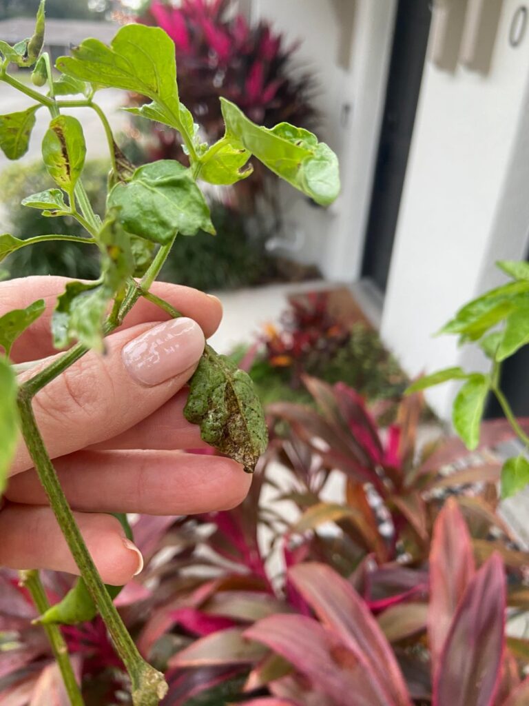 What is on the leaves?