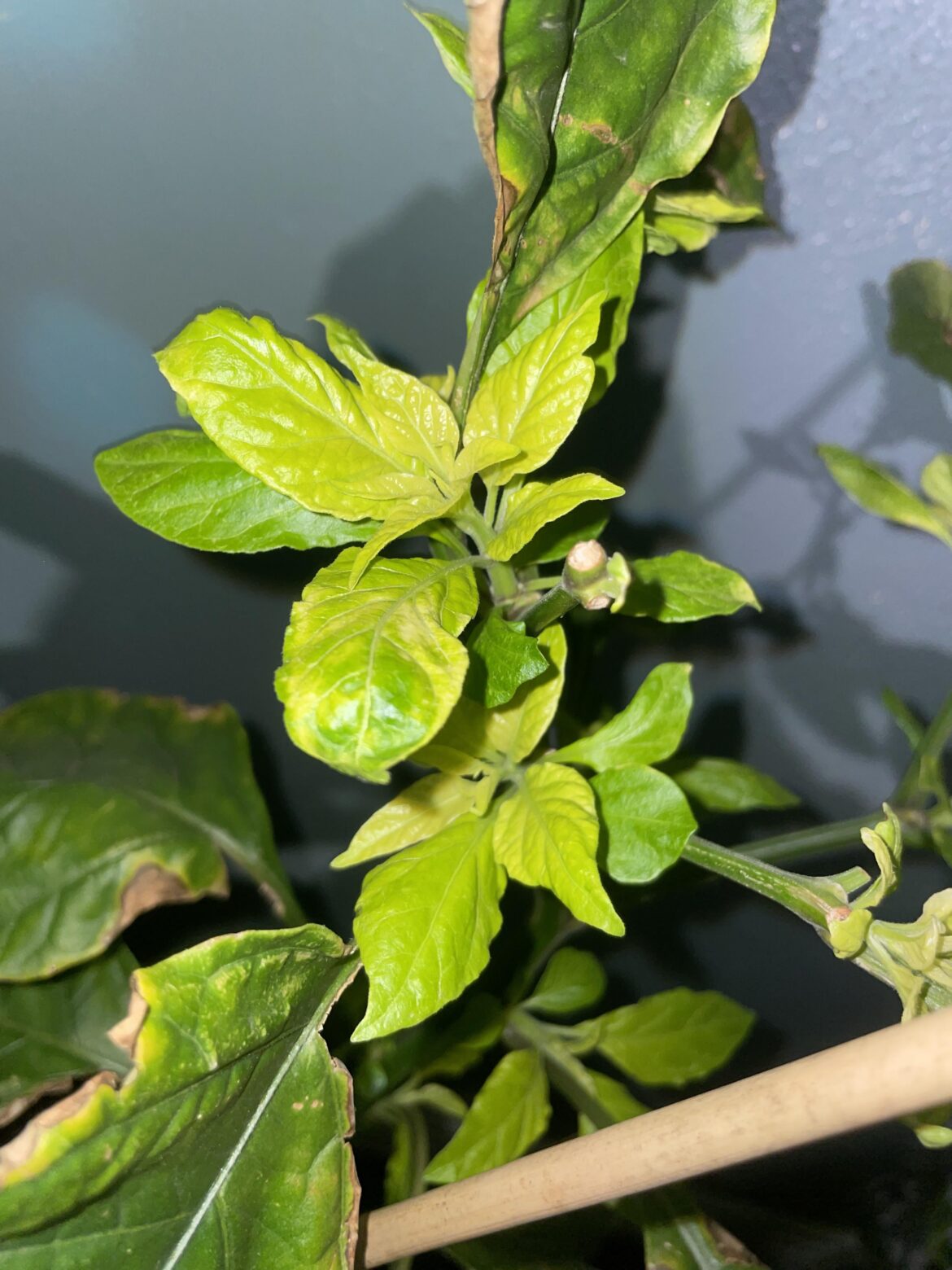 Pigmentation problem ?