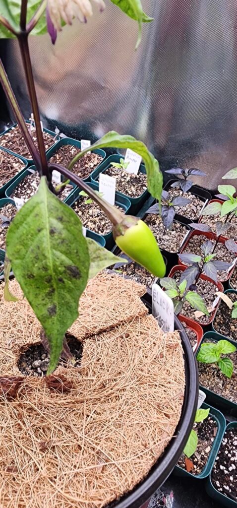 First Pepper! Black Hungarian.