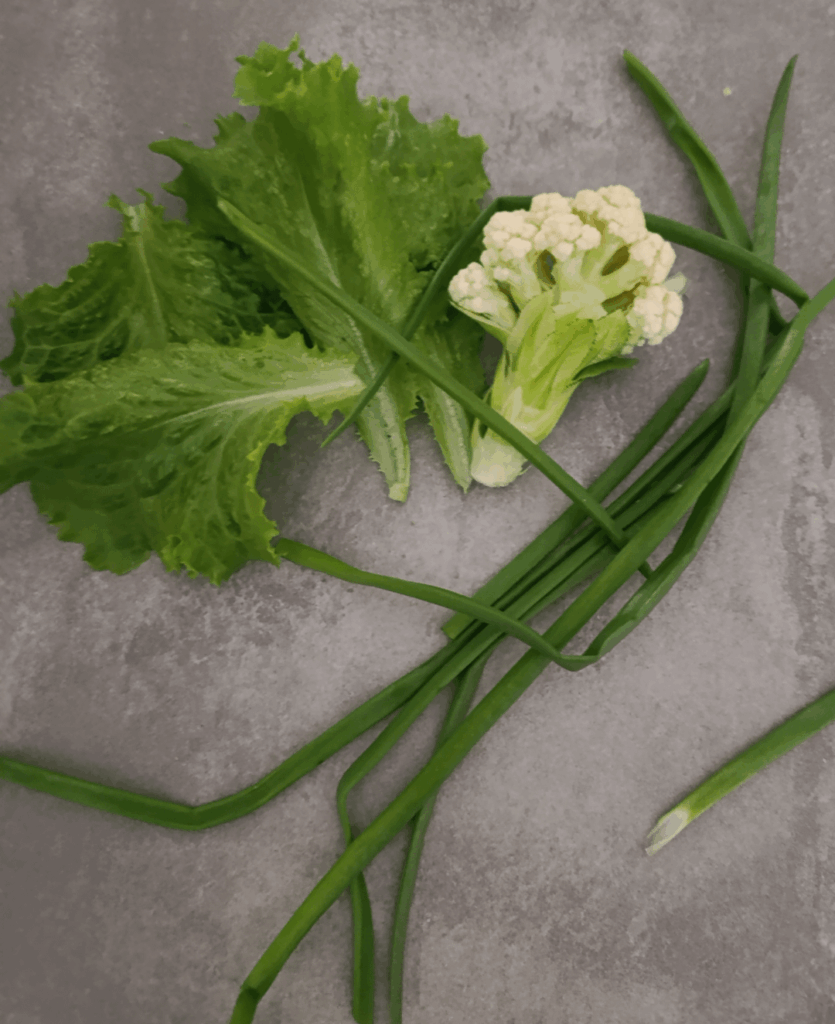 First cauliflower!! Also some onions and lettuce