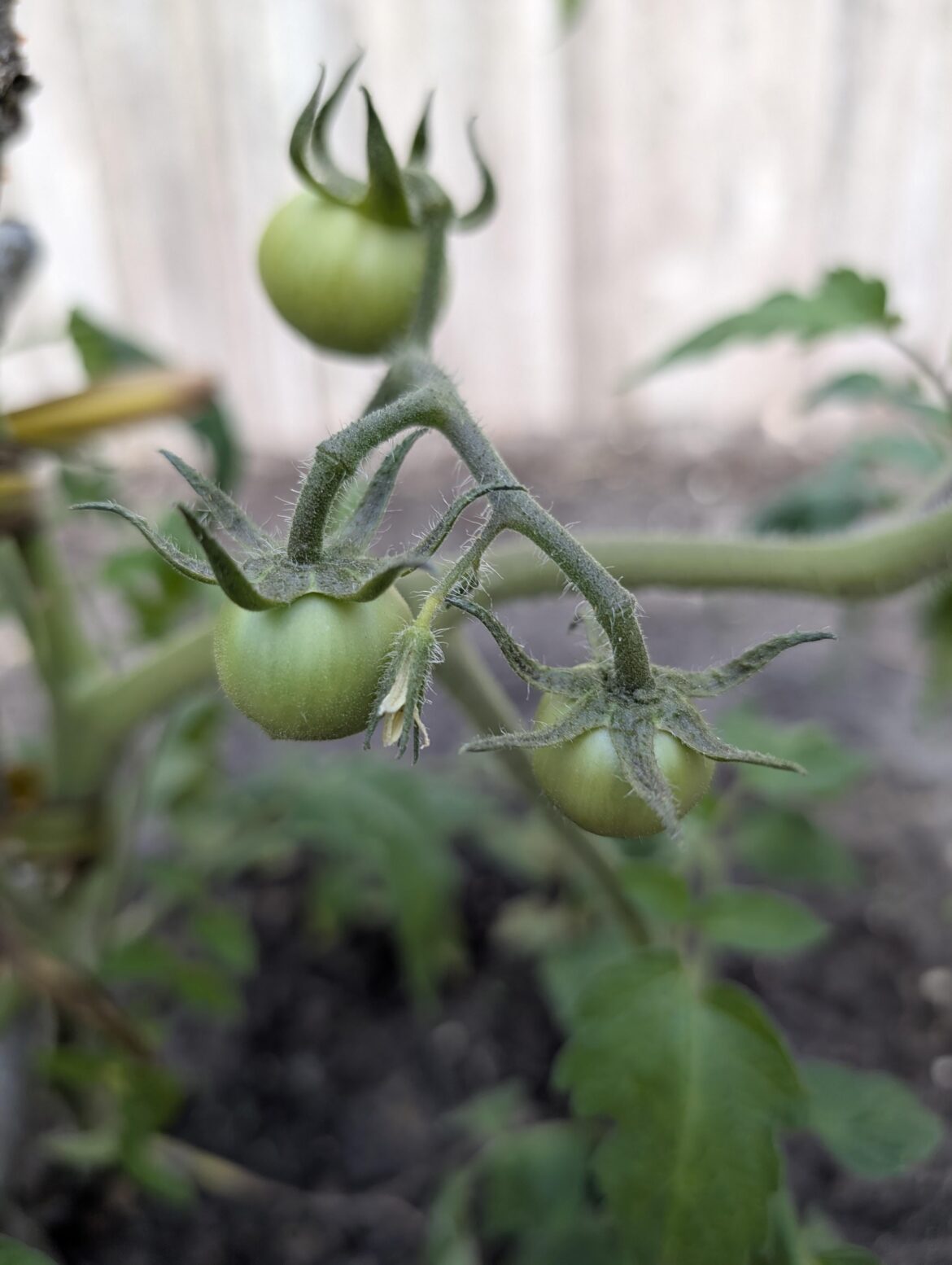 I got some tomatoes here