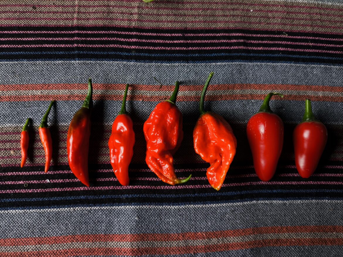 What are these peppers?