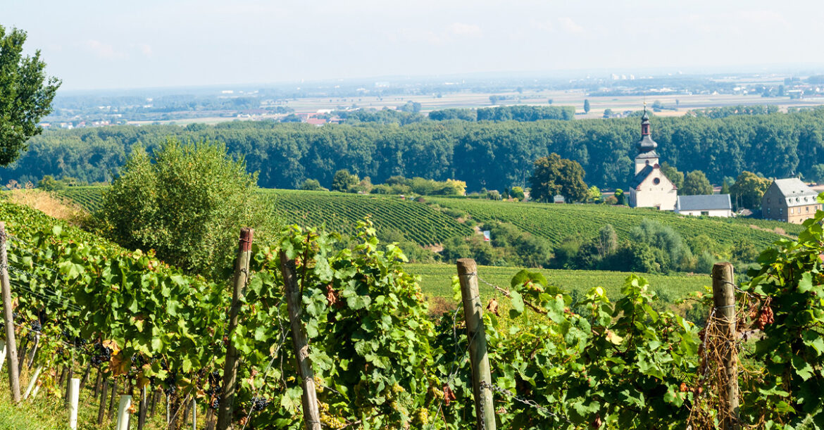Rheinhessen Is Leading the German Wine Revolution. Here are 5 Producers to Know.