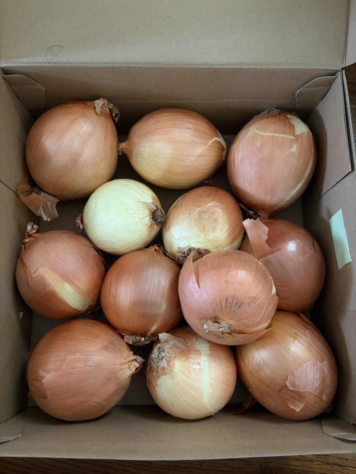 Can anyone tell me what kind of onions these are?