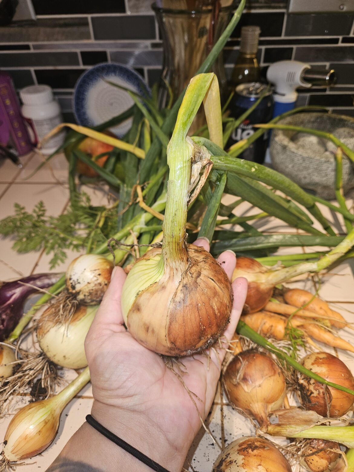 Seed Failure? Whats your seed equation? Amateur seedling starter here