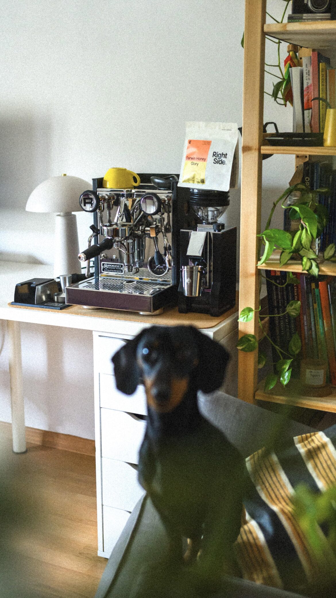 Newcomer in the espresso family