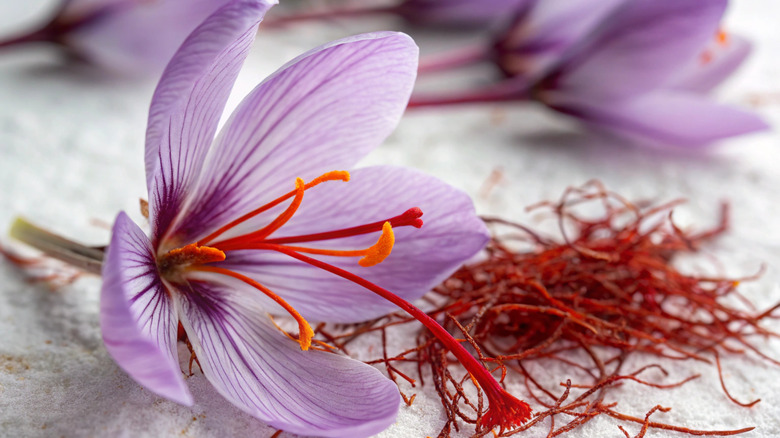Close up of purple saffron flower and saffron threads