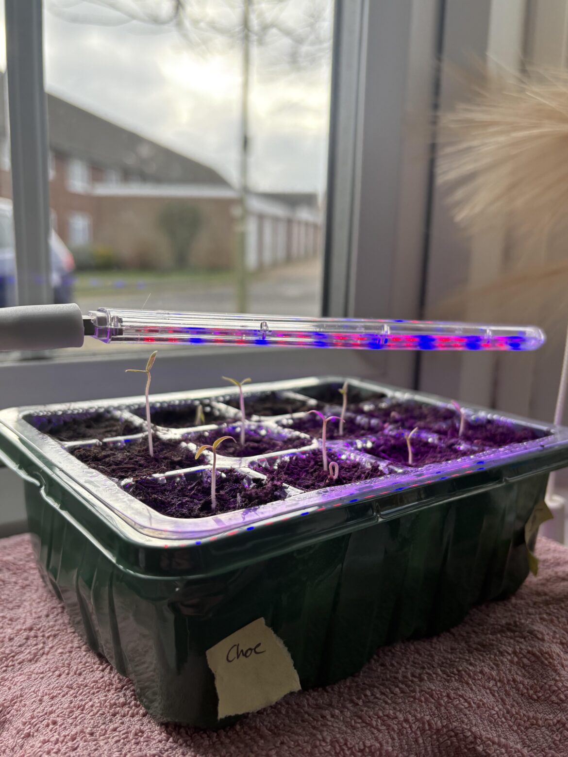 Are these Leggy? Buy fan or better lights?