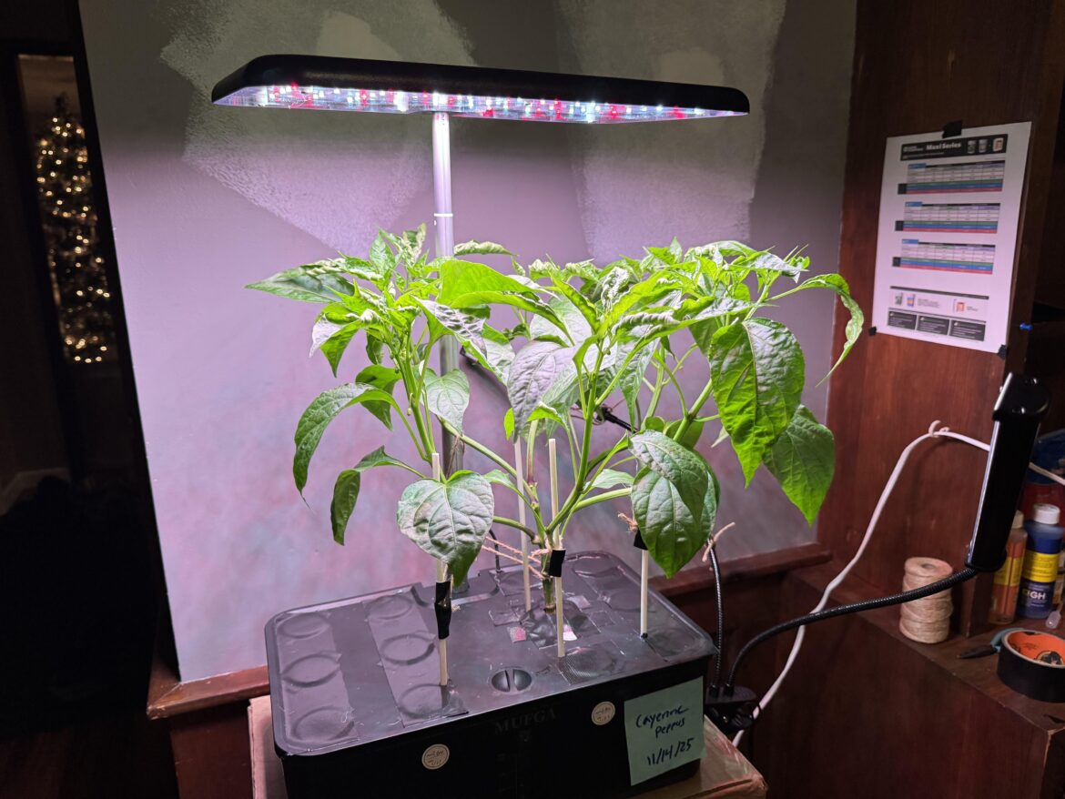 Update on "Aerogarden" LST Cayenne Experiment