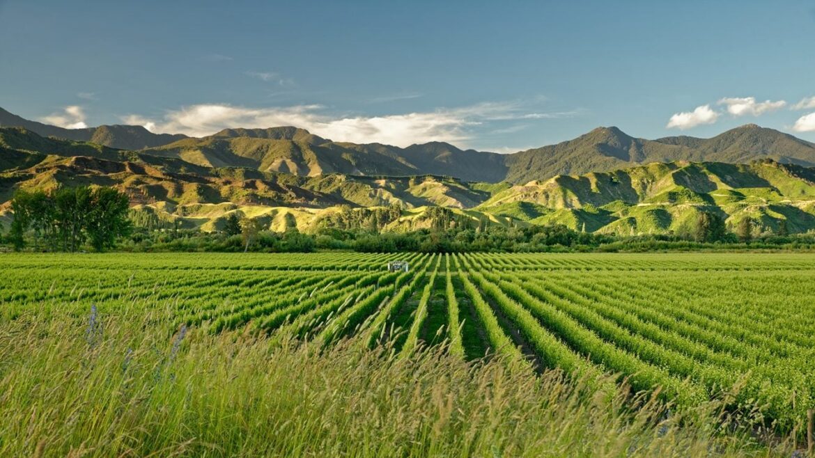 NZ wine industry cheers India trade deal NZ wine industry cheers India trade deal