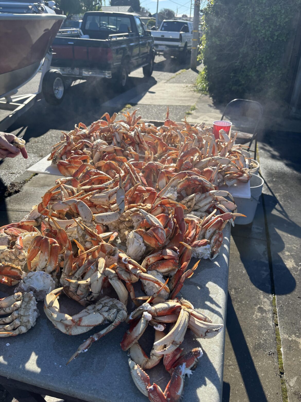 Dungies from eureka,ca