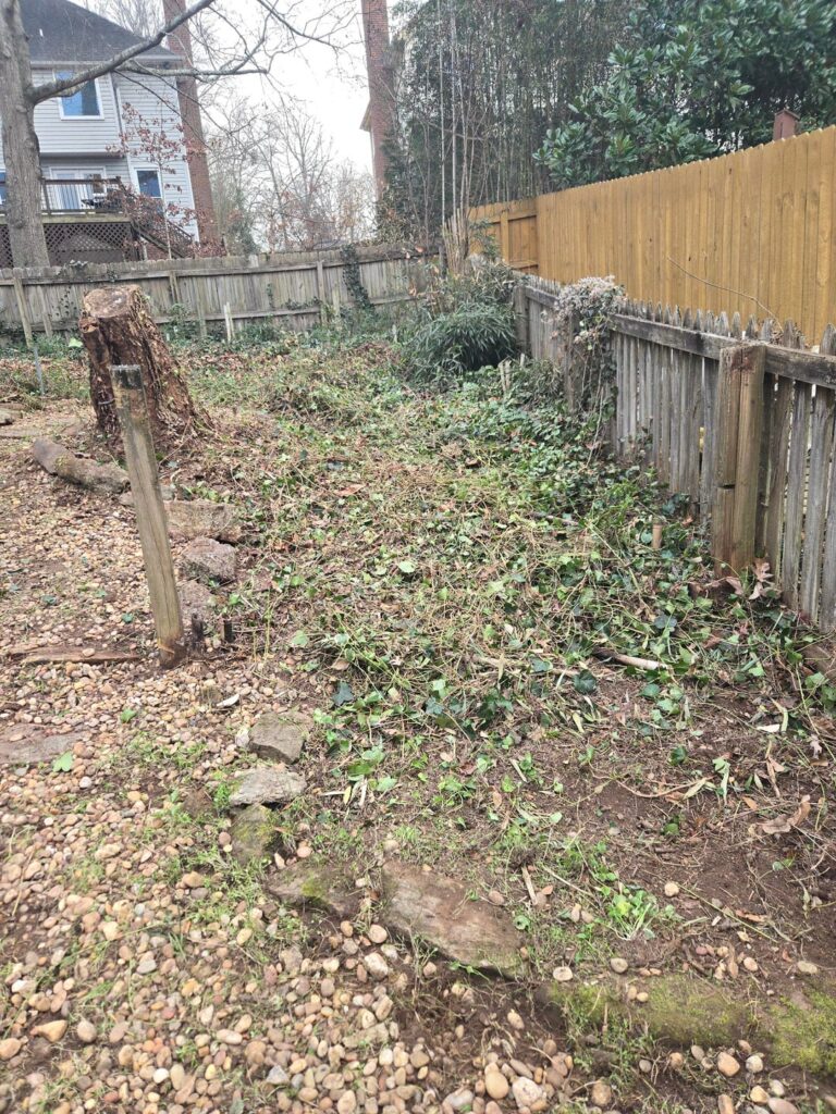 Good place for a blackberry trellis?