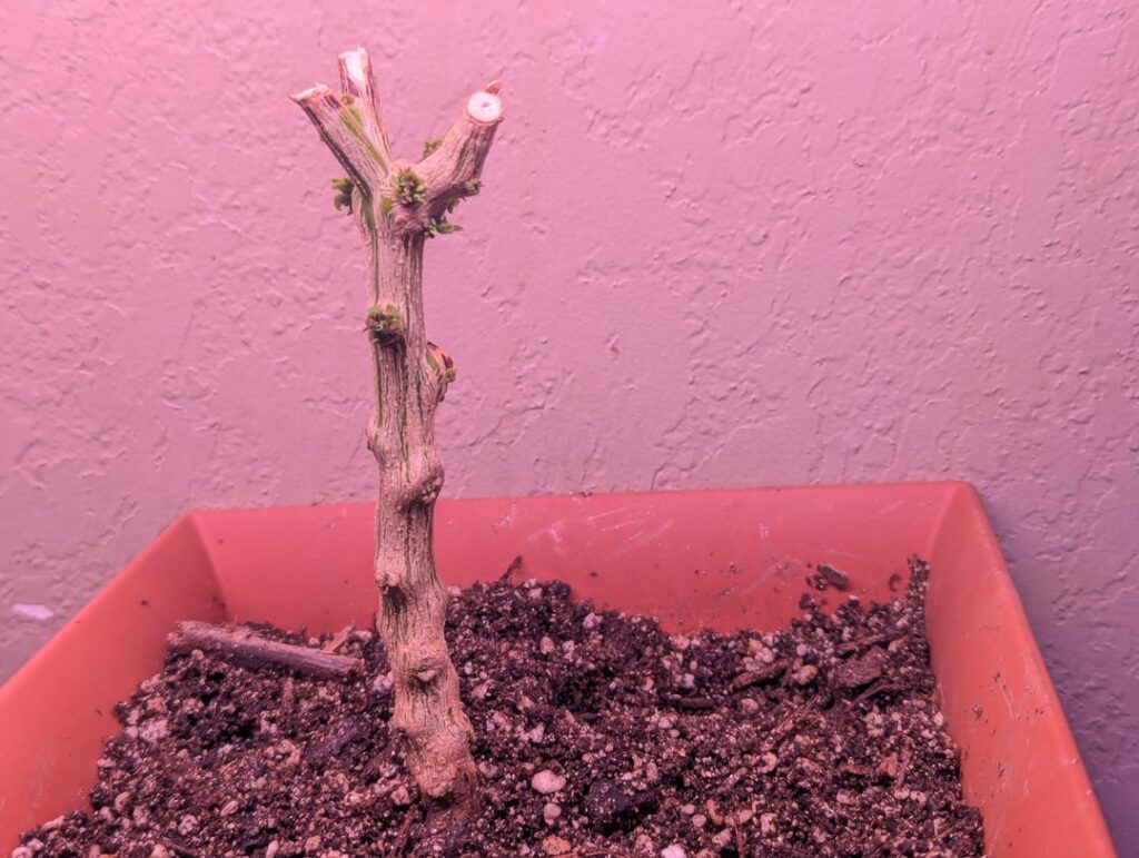 Tiny buds only, whats the deal?