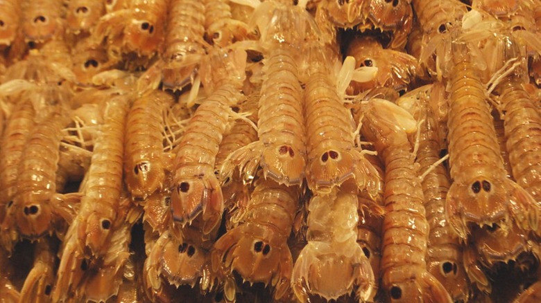 Weird but tasty mantis shrimp at Venice's local fish market