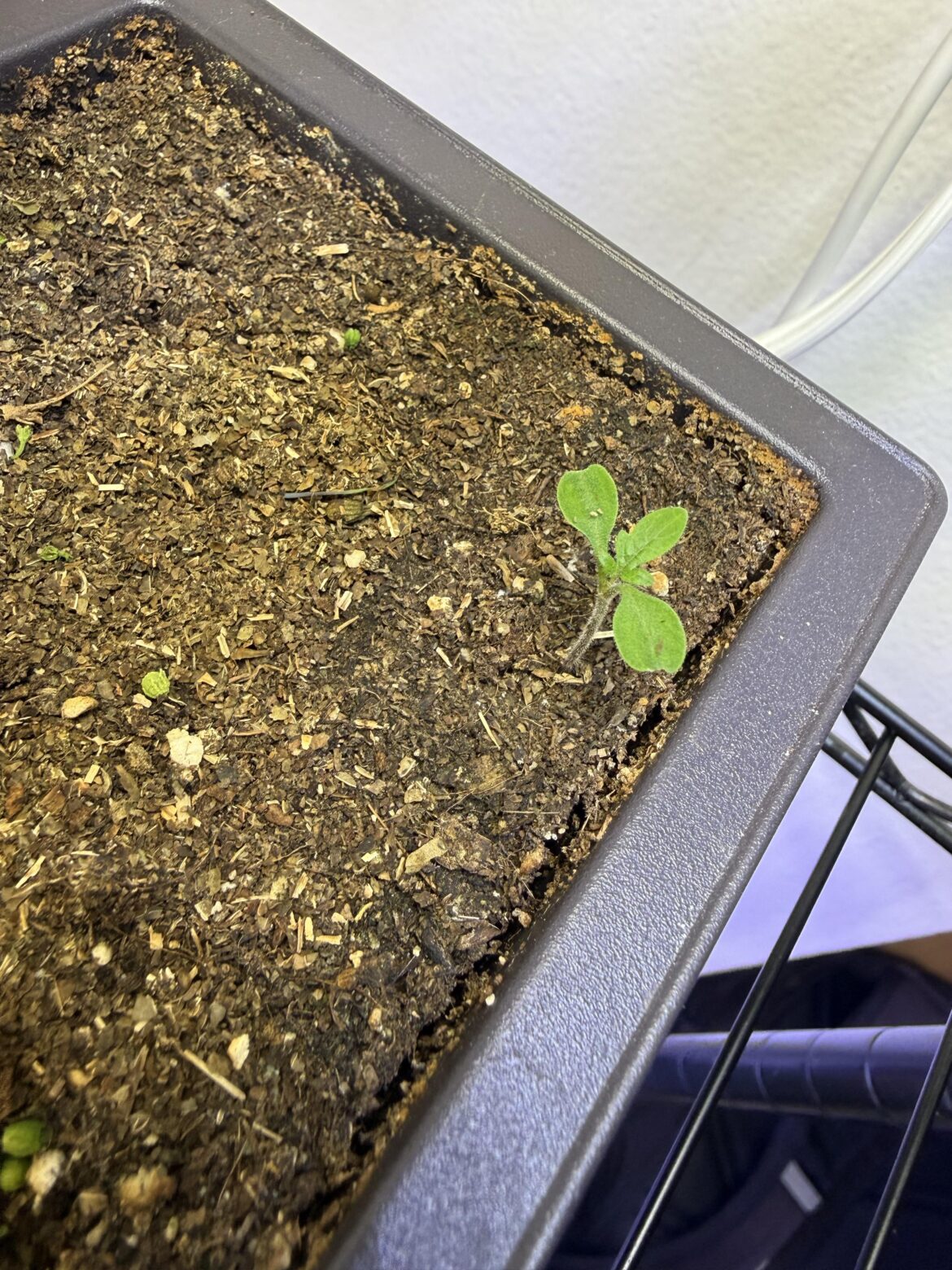 Germ testing my first cross! Germ testing my first cross!