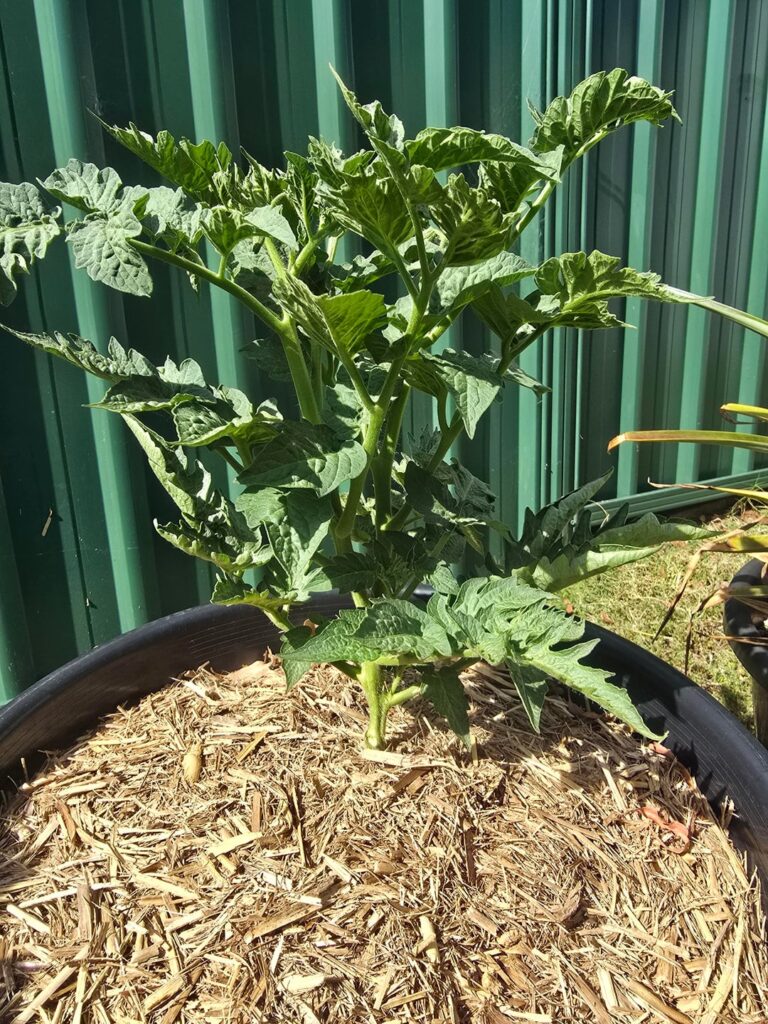 Kangaroo paw brown dwarf tomato Kangaroo paw brown dwarf tomato