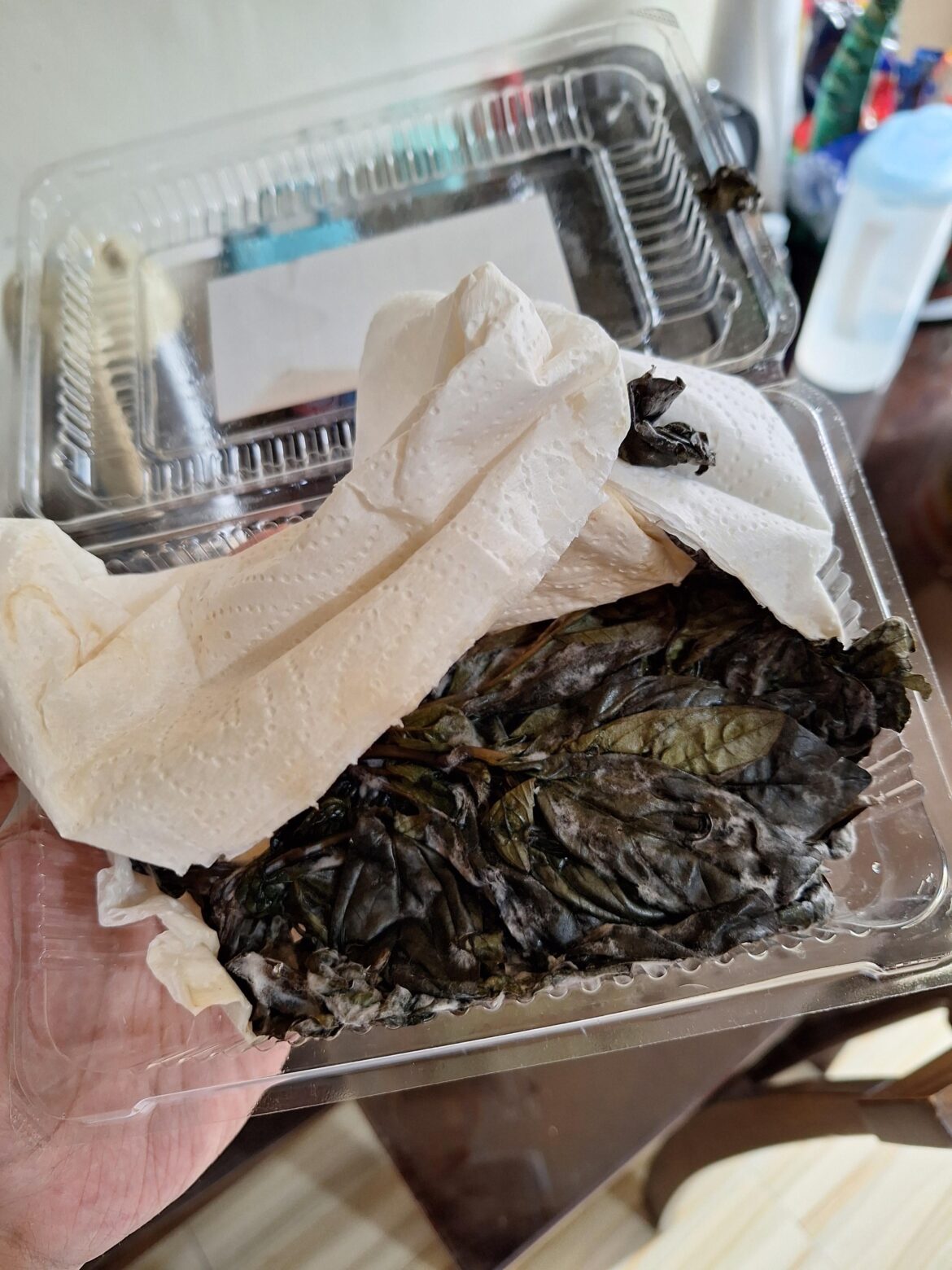 How do I store fresh basil without ended up having mould?