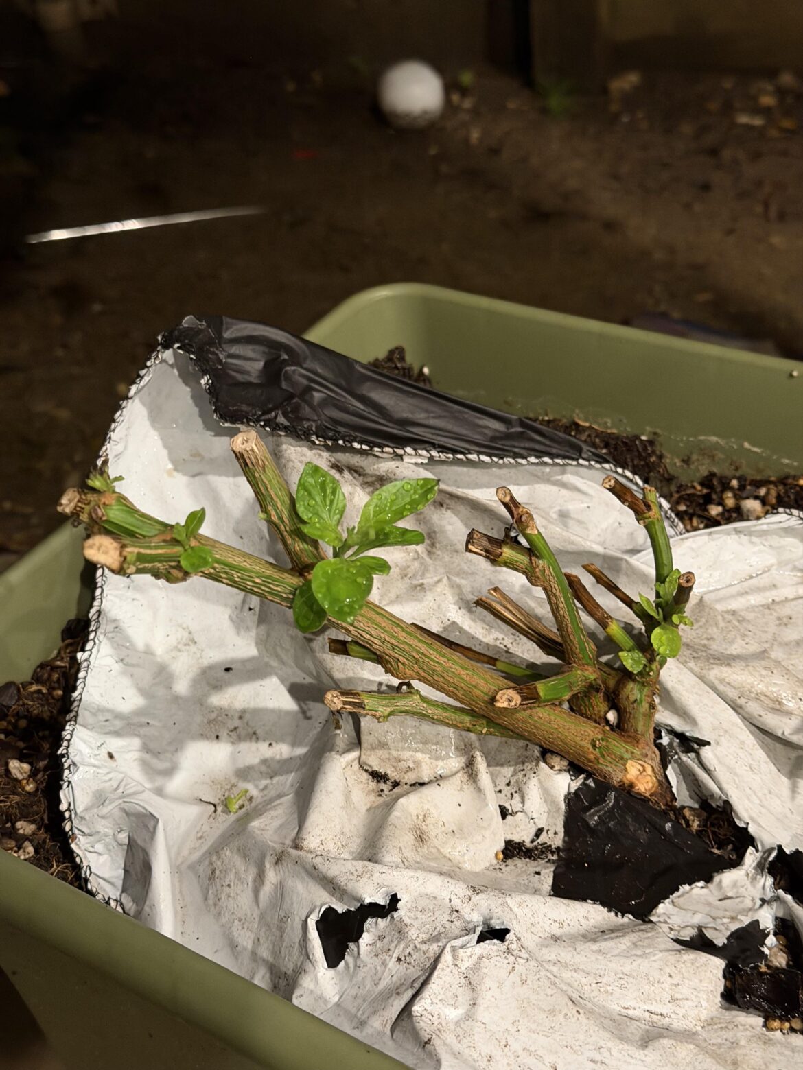 Jan 9th outdoor overwinter already sprouting. Peppers love 9b