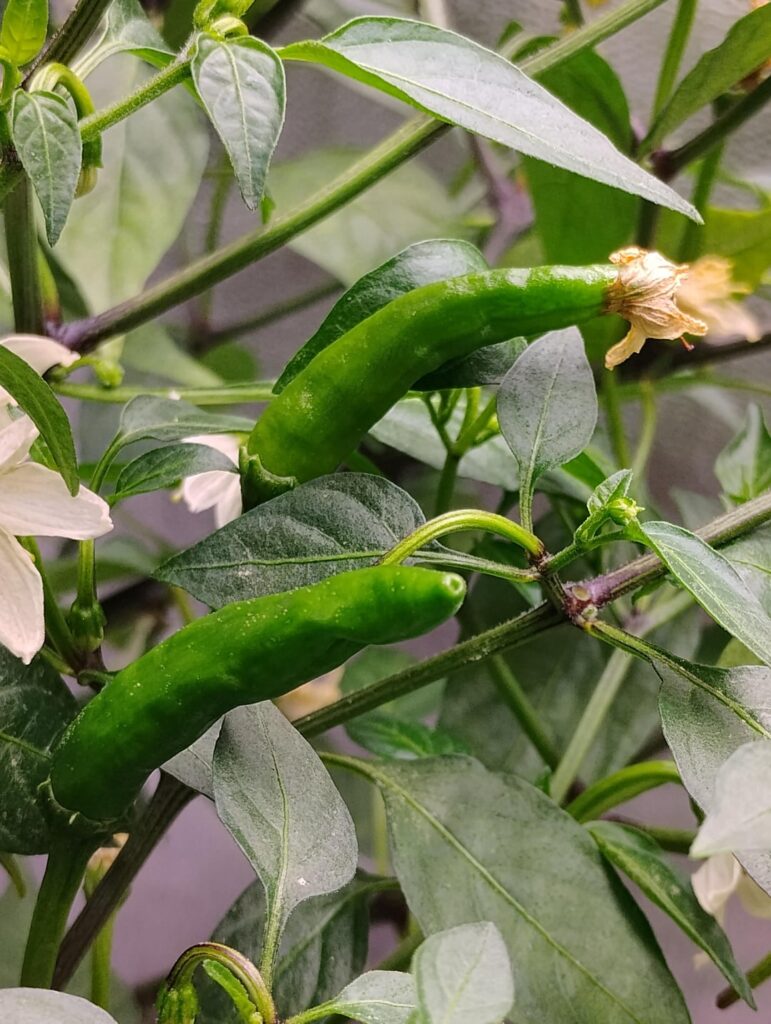 Pepper ID Yellow Trinidad and Carolina Reaper? Are they correct?