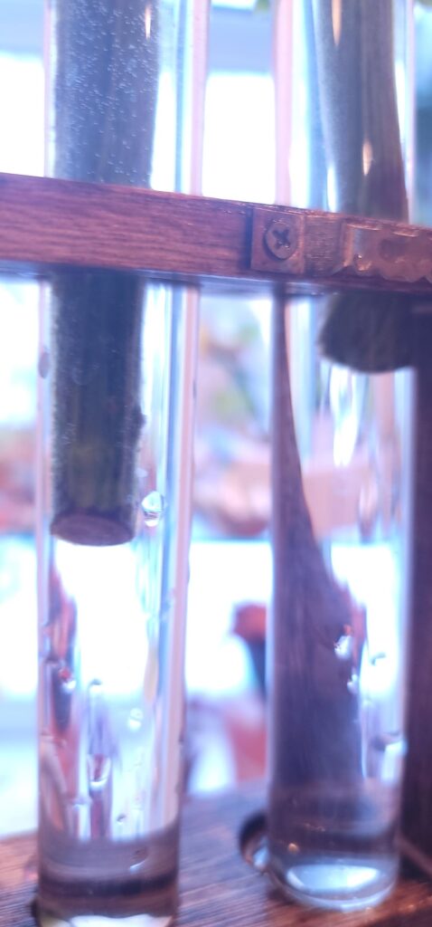 Tried to prop my scotch Bonnets