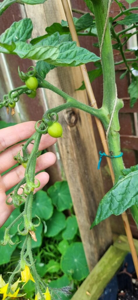 Gourmet Campari and Tasty Tom Gourmet Campari and Tasty Tom