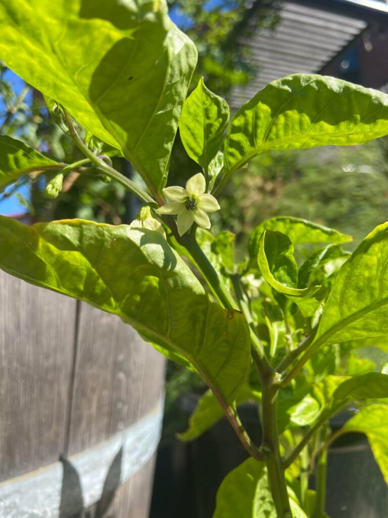 Flowering 🌶️🌶️🌶️