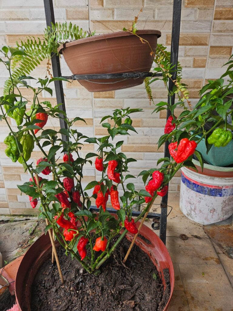 Lady sold me this plant as Habanero