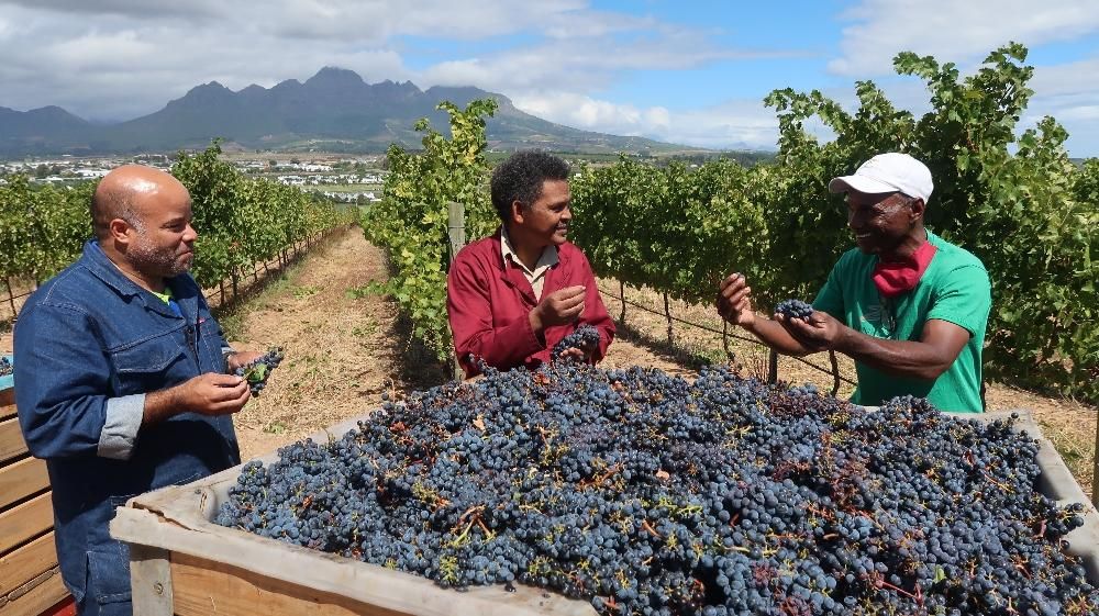 Mentorship and diversity in South Africa’s wine industry Business Report