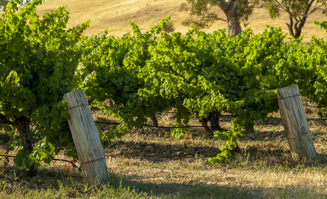 SA Wine Recovery Program extended until 2027 SA Wine Recovery Program extended until 2027