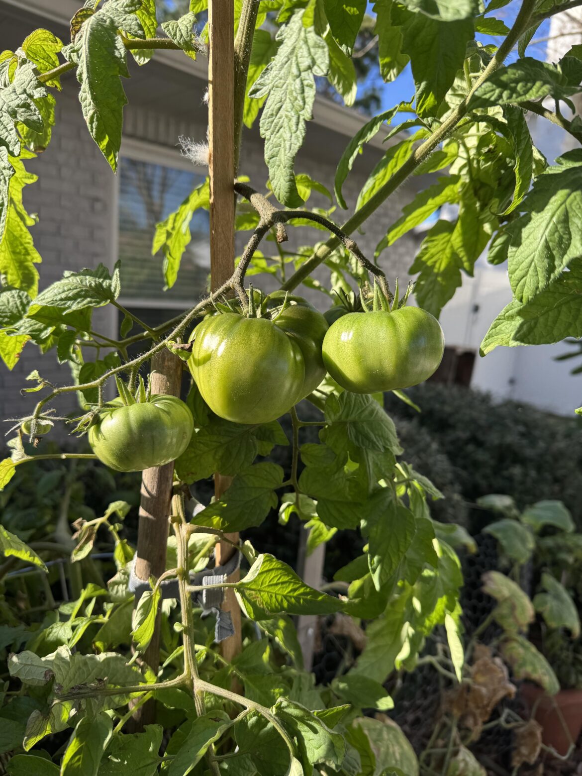 Cherokee Purple not ripening