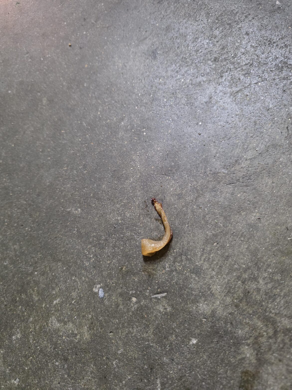 i dropped a grilled onion on the ground and ate it