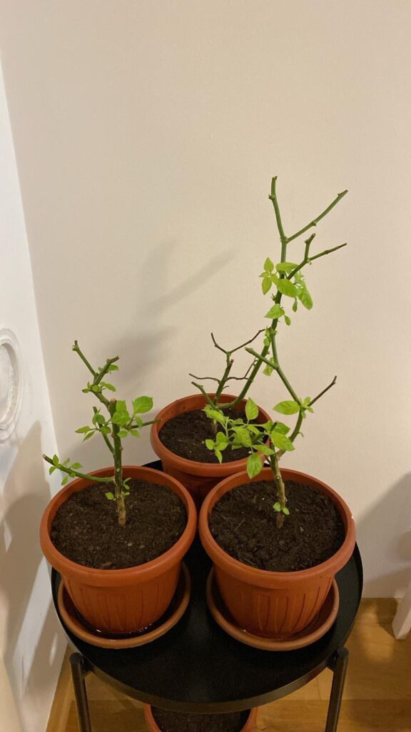 Is it too soon for chocolate habaneros to sprout already?