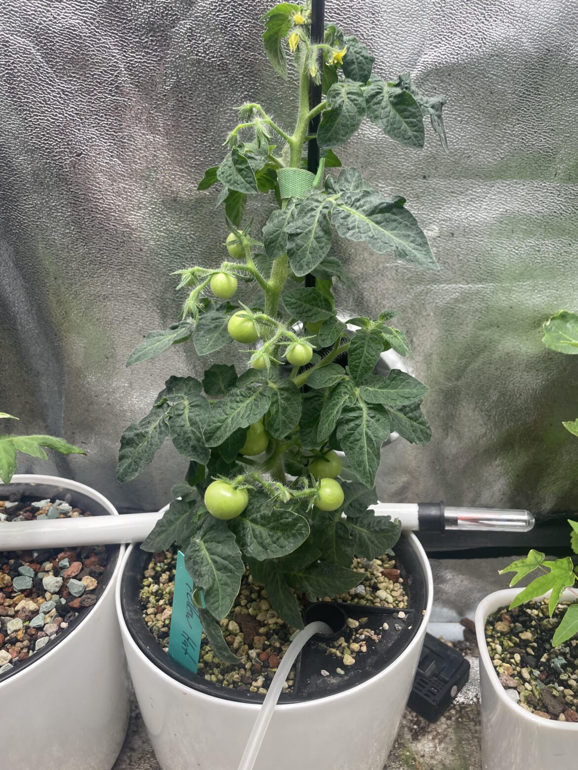 Been loving my micro dwarf tomatoes this winter