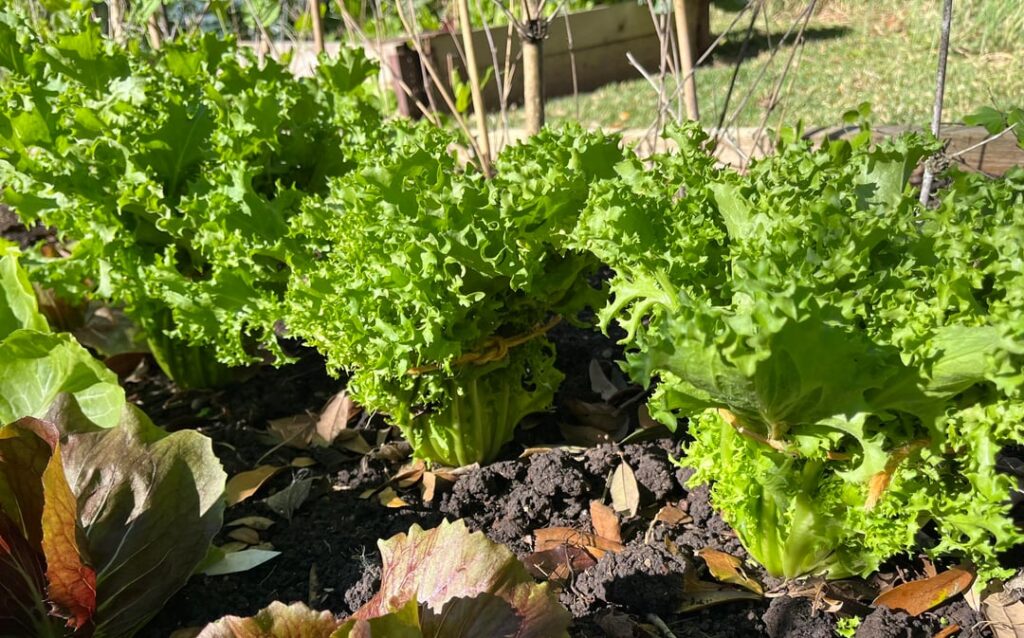Tying up Escarole and Endive.