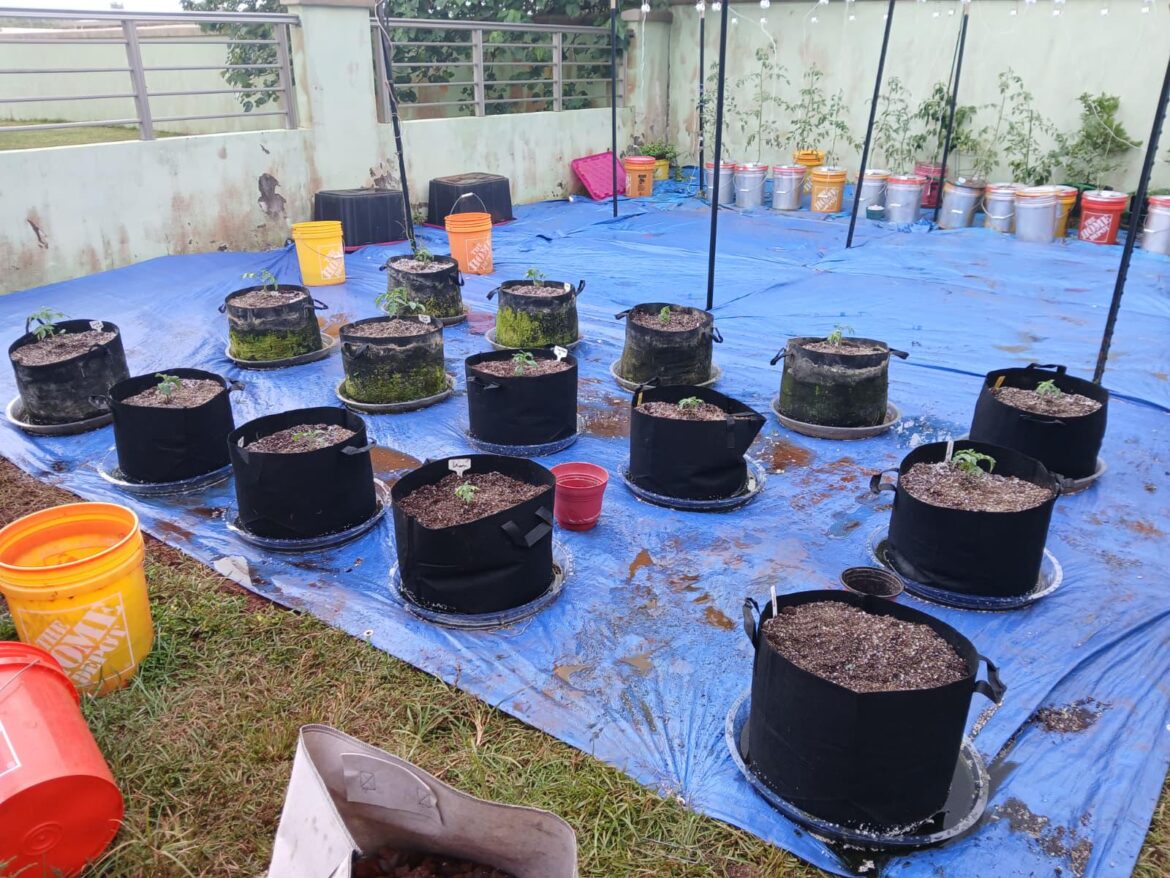 Finally diving into more Dwarf varieties and some determinates.