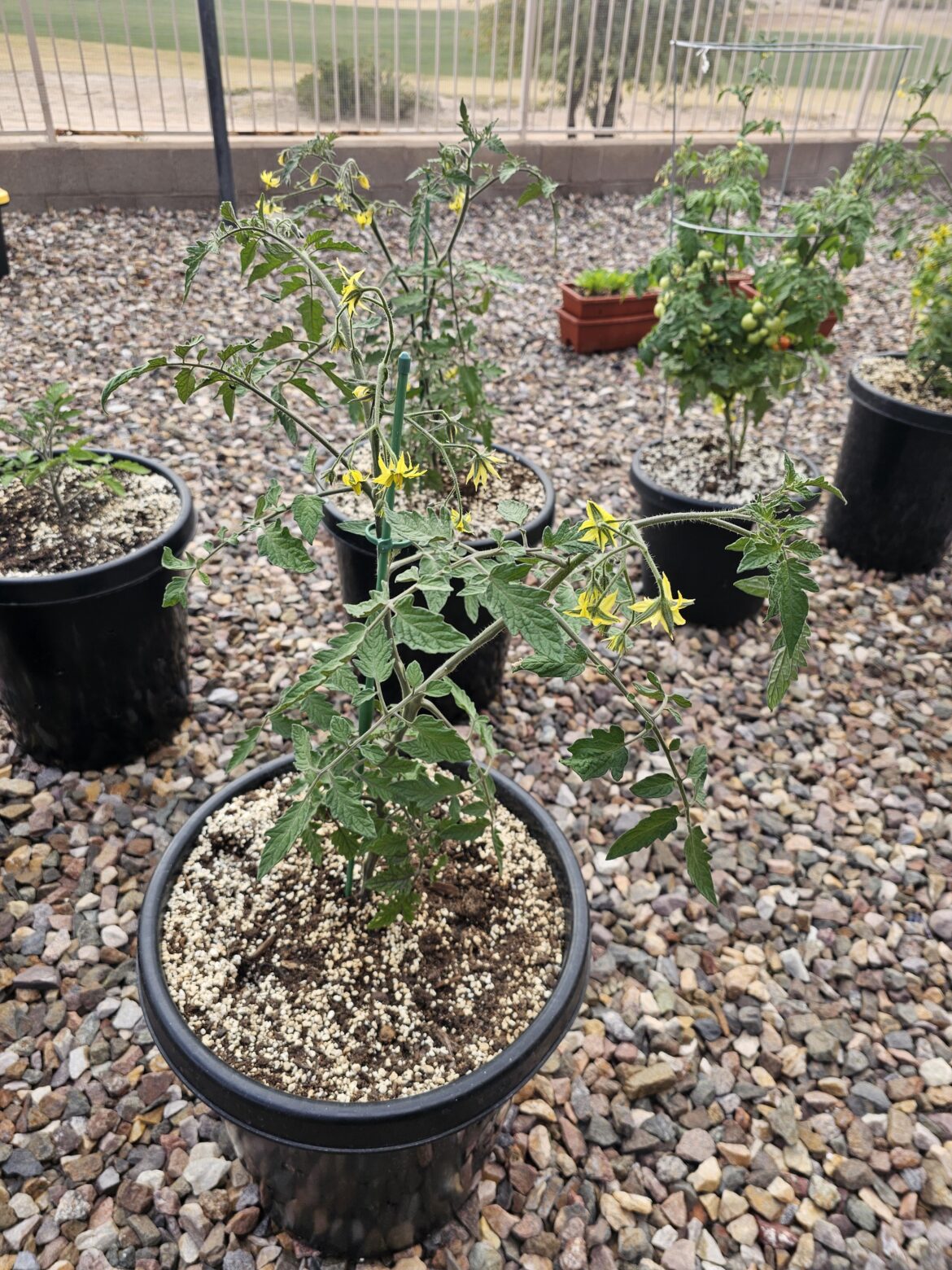 Flowers won’t tomato Flowers won't tomato