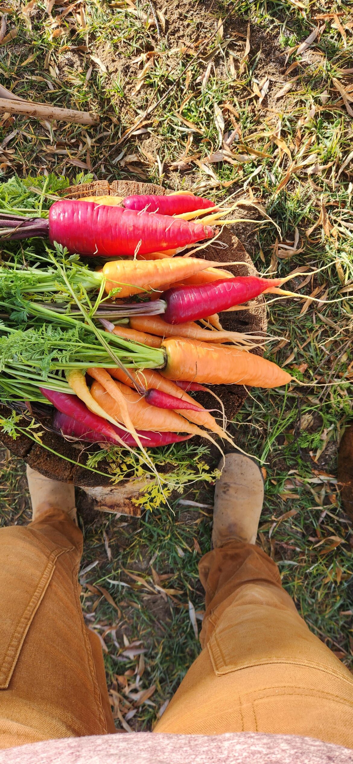 The carrots keep on giving.