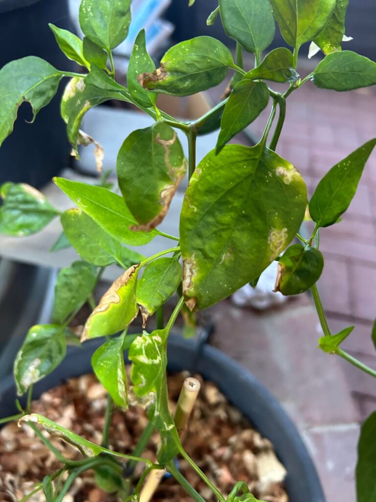 Pepper Plant Help