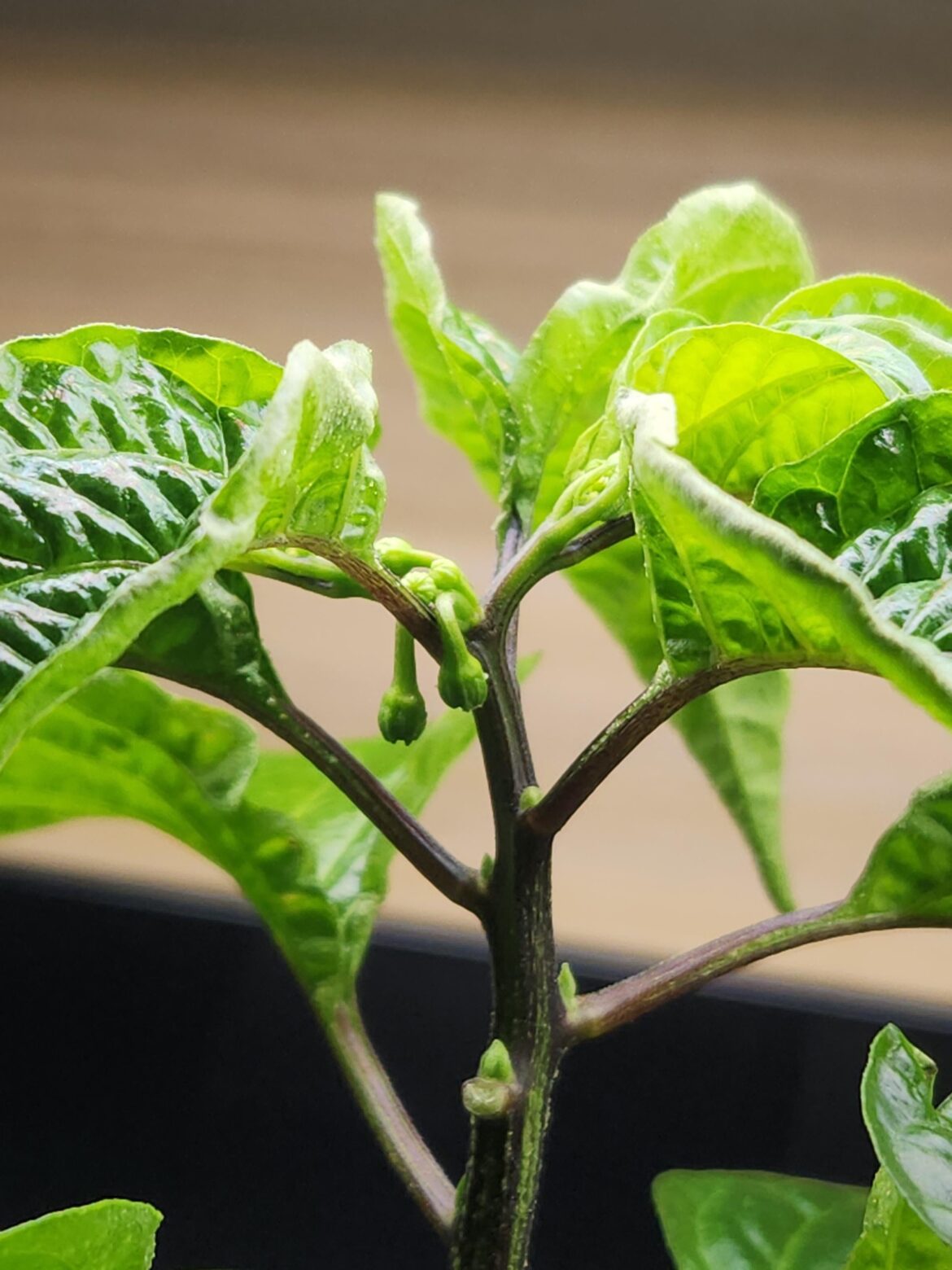 First flowers on the new Red Habanero plants!