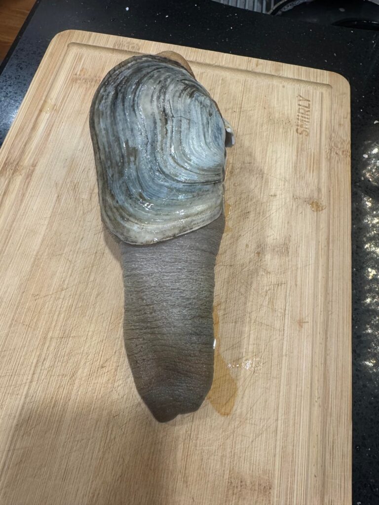 Geoduck sashimi